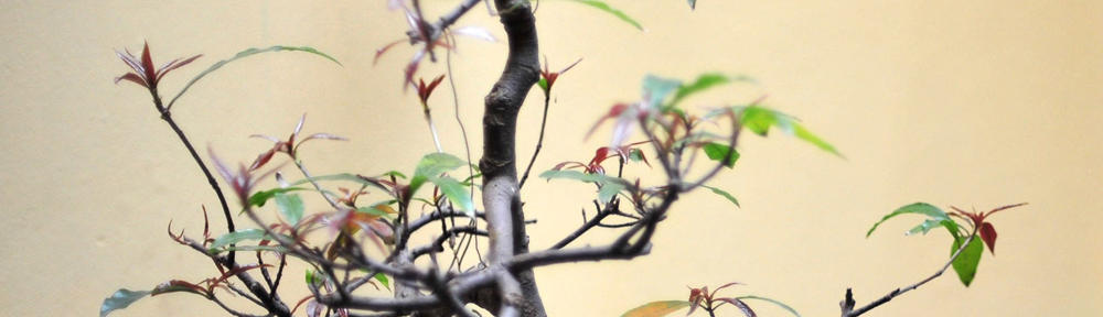 Videojuegos En Costa Rica